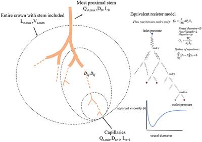 Scaling Laws of Flow Rate, Vessel Blood Volume, Lengths, and Transit Times With Number of Capillaries